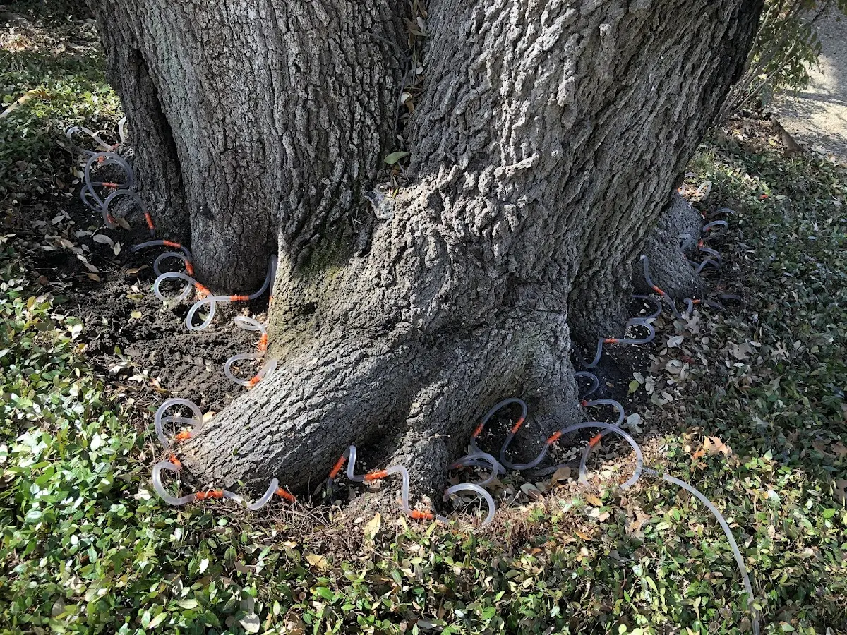 Detailed Tree Cabling and Bracing job site in Flower Mound