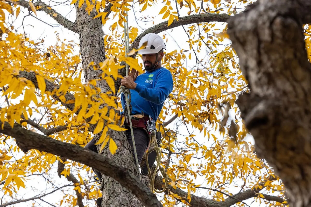 Skilled Storm Damage Cleanup crew working in Flower Mound